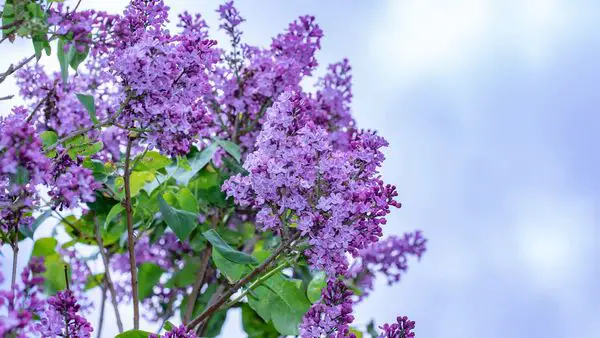 lilacs fill the air with their sweet, floral fragrance in springtime.