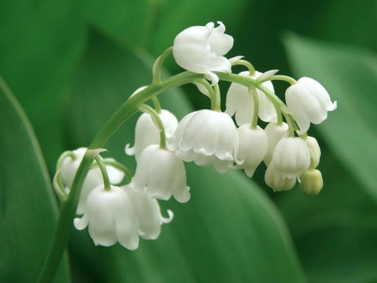 Is It Ok To Smell Lily Of The Valley?