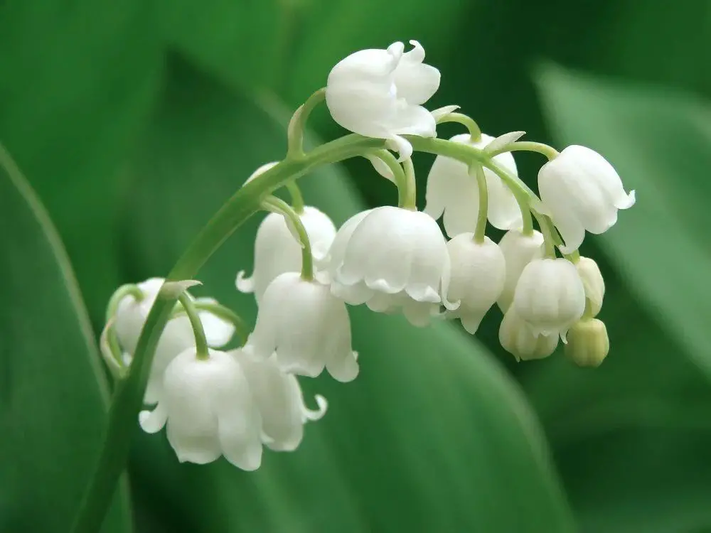 lily of the valley flowers have a light, sweet scent