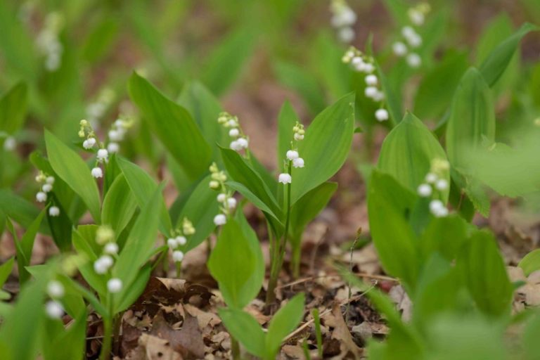 Do Lily Of The Valley Like Sun Or Shade?
