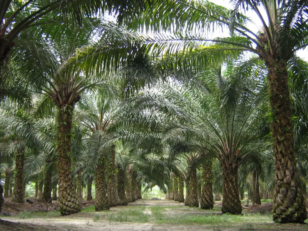 oil palm plantation in malaysia