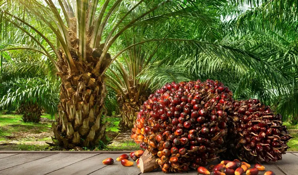 palm tree plantation.