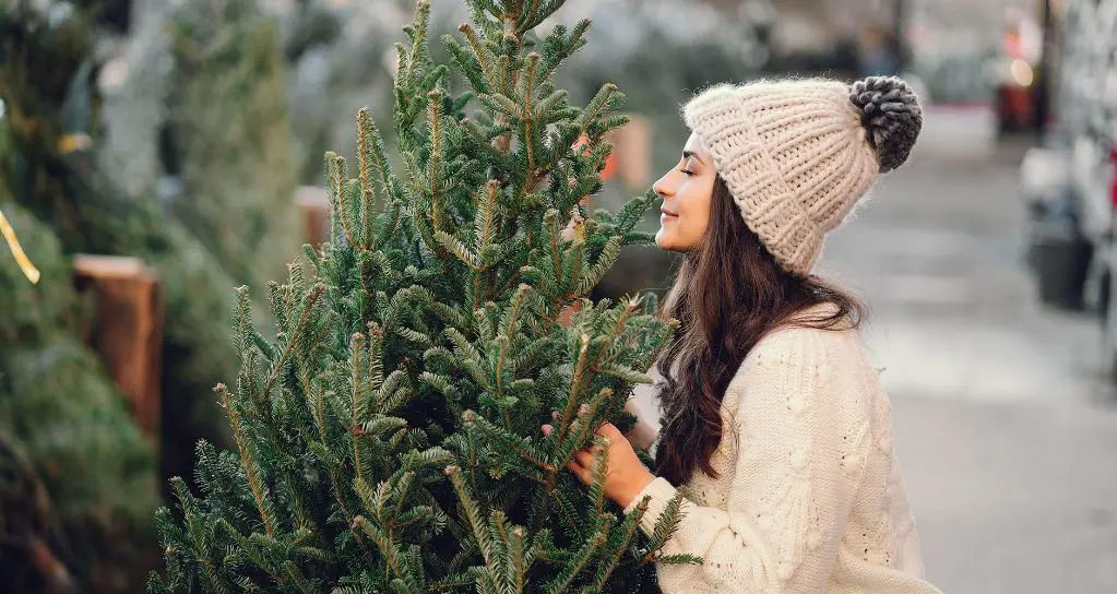 person smelling pine and balsam fir trees to compare scents