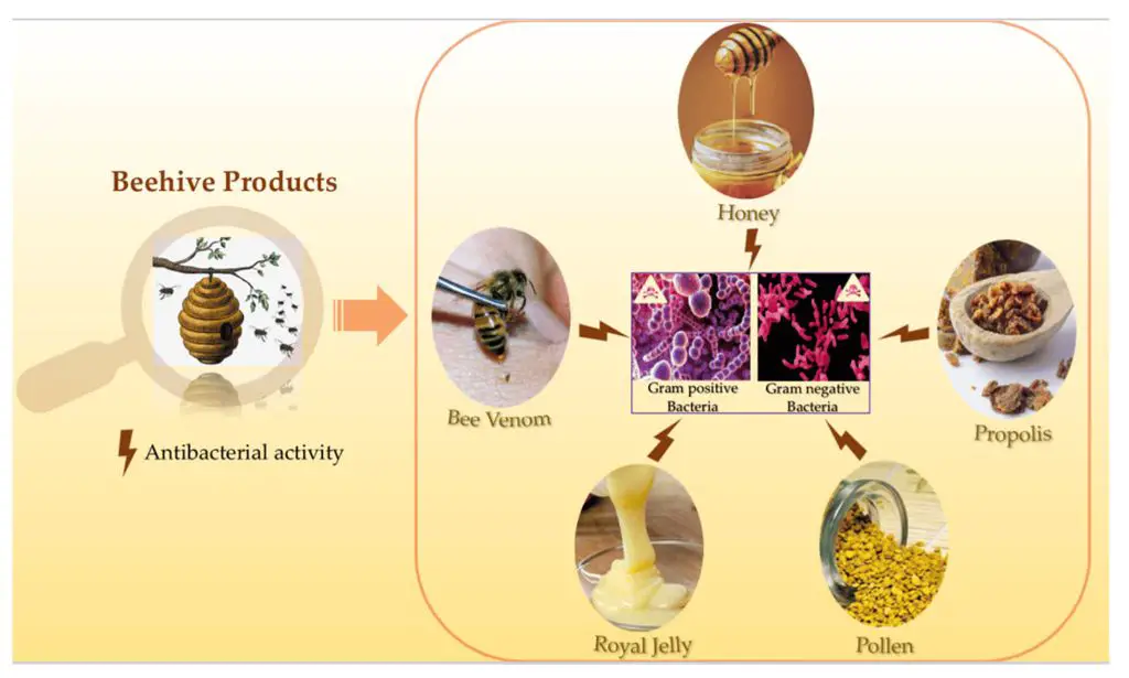 research shows beeswax has antimicrobial effects against certain bacteria and fungi