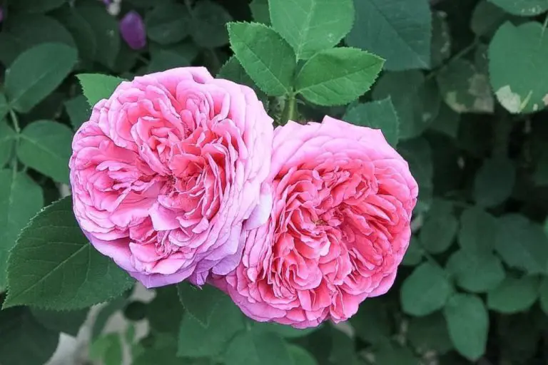What Is Rose Petal Wax?