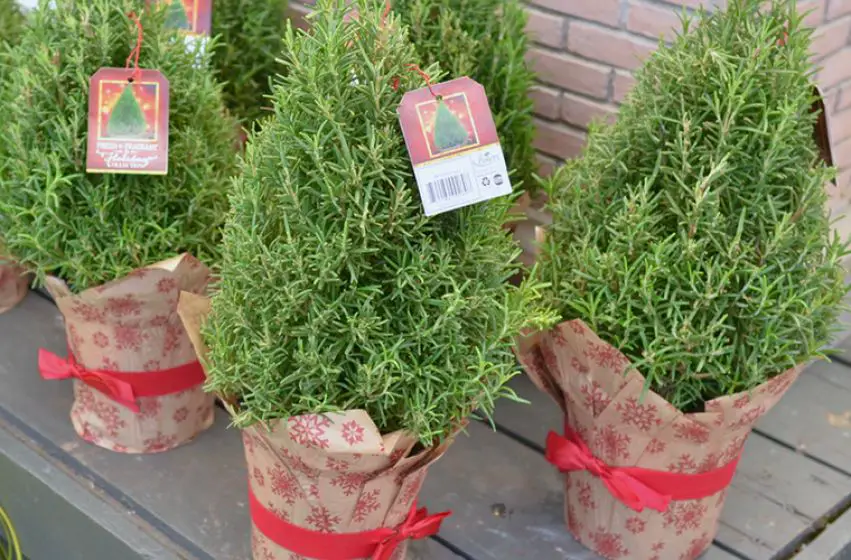 rosemary is a popular fragrant botanical for christmas trees due to its pine-like aroma.