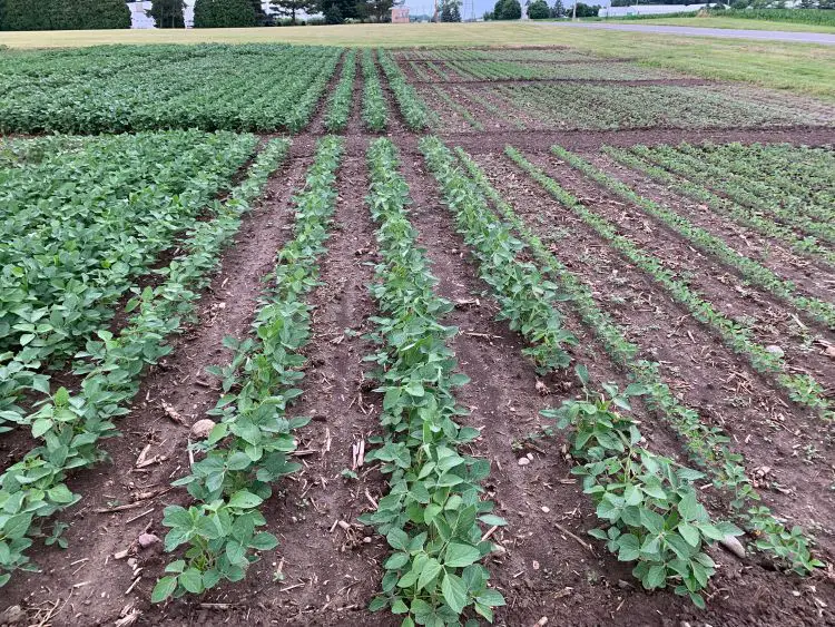 rows of soybean plants growing on a farm.