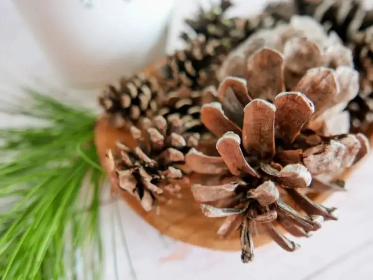 Do You Burn Scented Pine Cones?