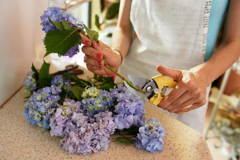 someone using floral shears to cut a flower stem at an angle underwater.