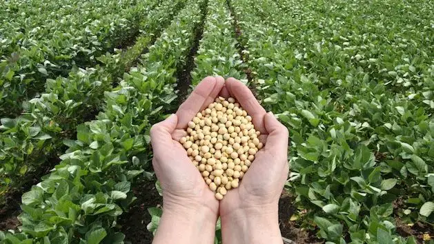 soybean field with concerns about genetic modification and pesticides