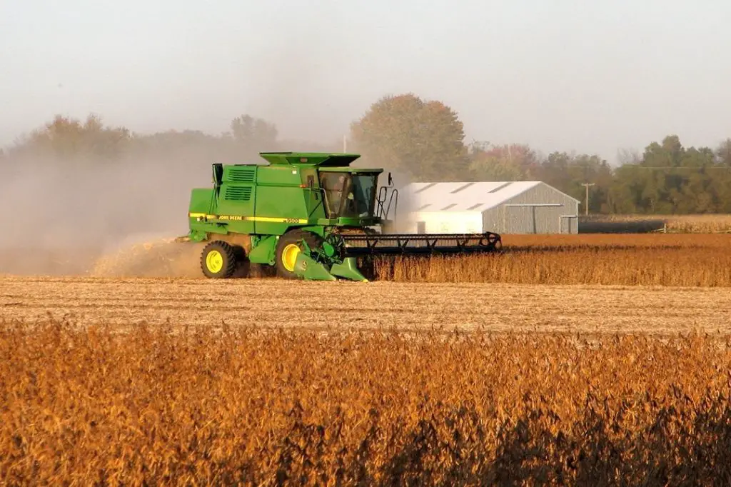 soybeans being harvested with a combine harvester