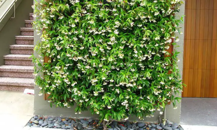 Can You Plant Honeysuckle And Jasmine Together?