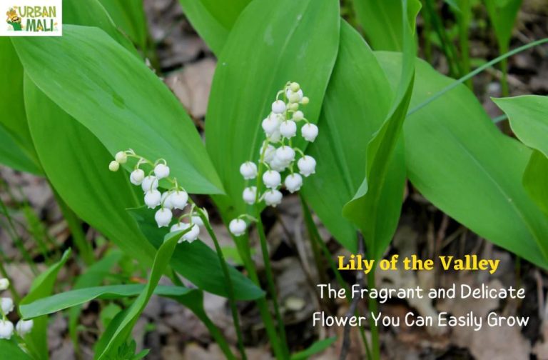 What Fragrance Smells Like Lily Of Valley?