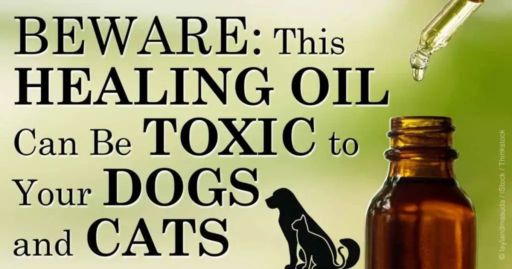 tea tree oil can be toxic if ingested by pets like cats and dogs, causing symptoms like tremors, vomiting, and potentially death.