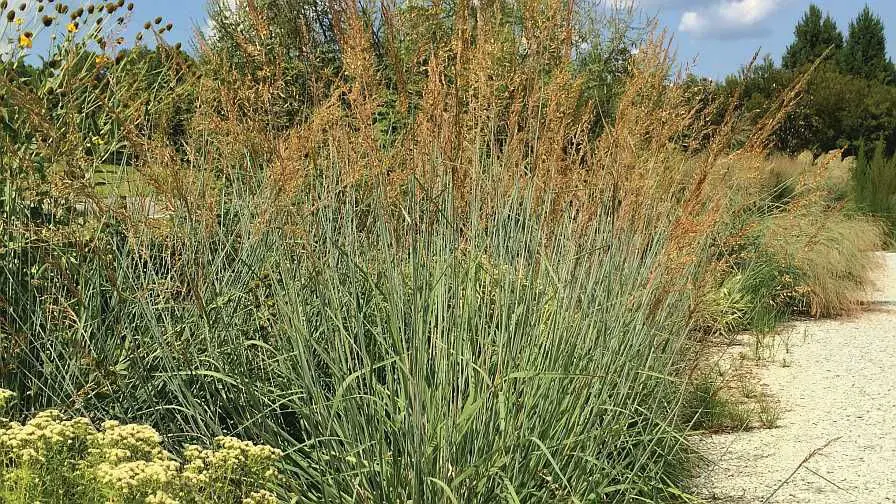 the aroma of native desert grasses changes with the seasons, displaying fresh, grassy notes in spring and sharper, spicier notes in summer heat