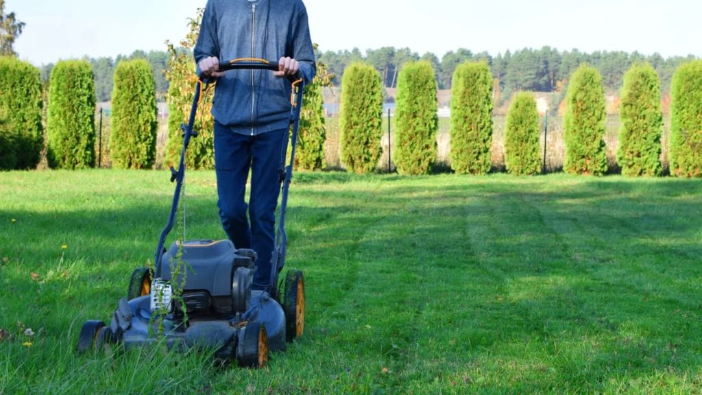 the fresh cut grass smell serves an evolutionary purpose, attracting insects and signaling distress.