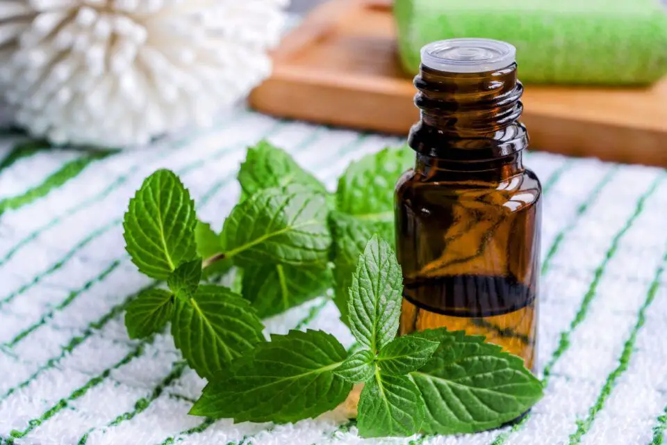 the menthol in peppermint oil produces a cooling sensation that can improve mental focus.