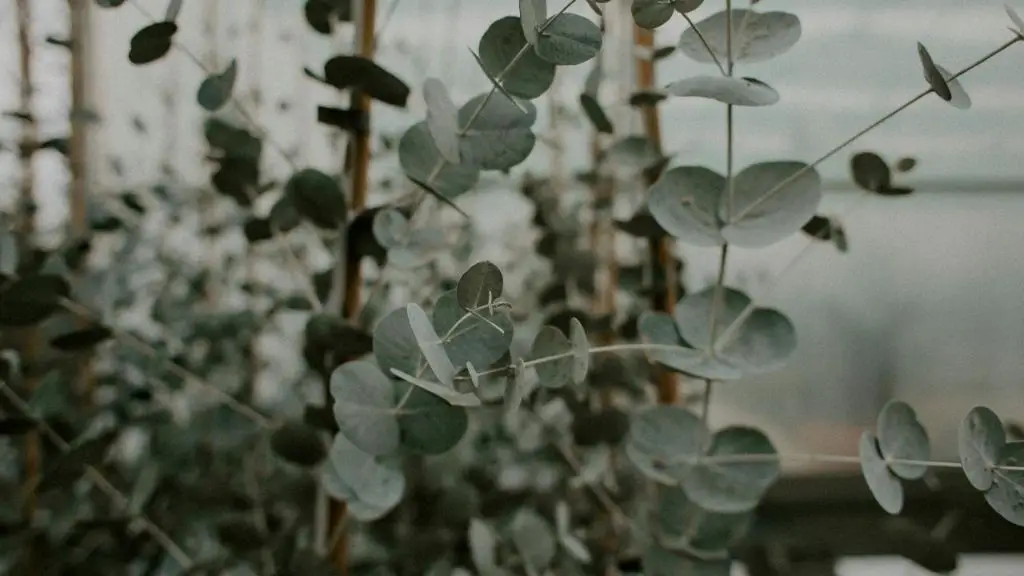 the refreshing, piercing scent of eucalyptus comes from its blend of aromatic terpenes.