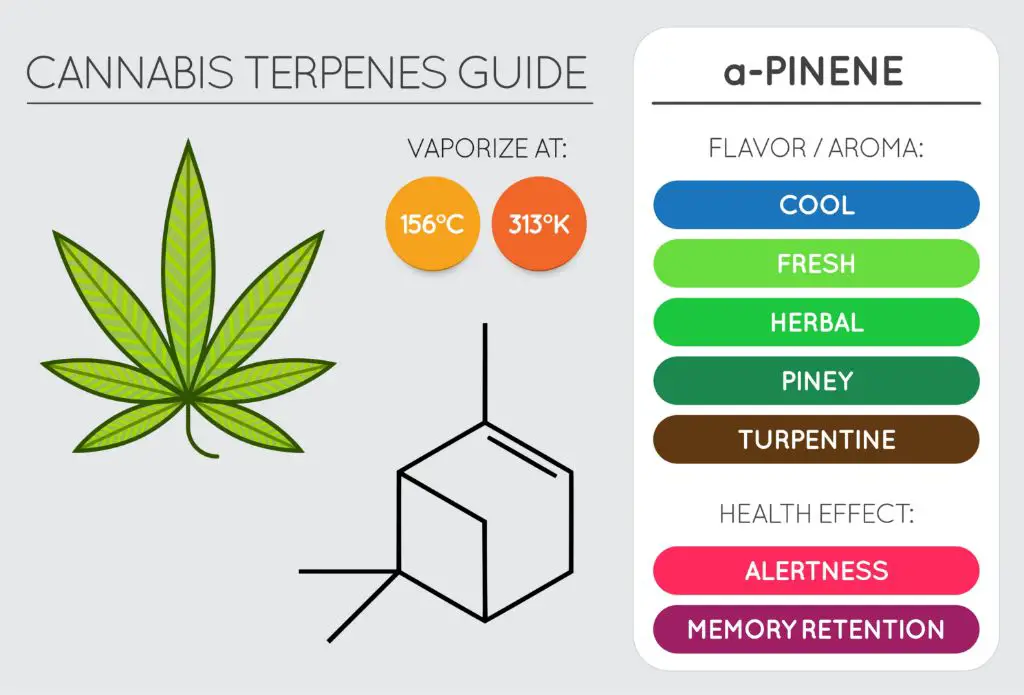 the terpenes alpha-pinene and limonene give cypress its distinctive scent.