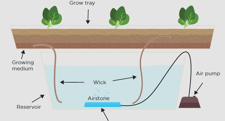 How Long Does It Take To Grow Wicks?