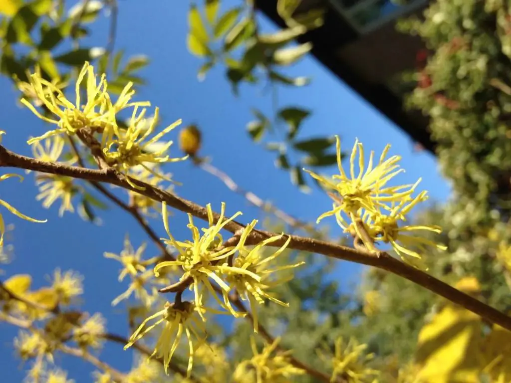 witch hazel blooms with spider-like yellow flowers in the fall that give off a sweet, fruity fragrance.