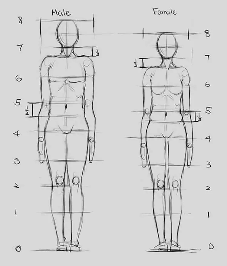 Human Anatomy Drawing Ideas And Pose References