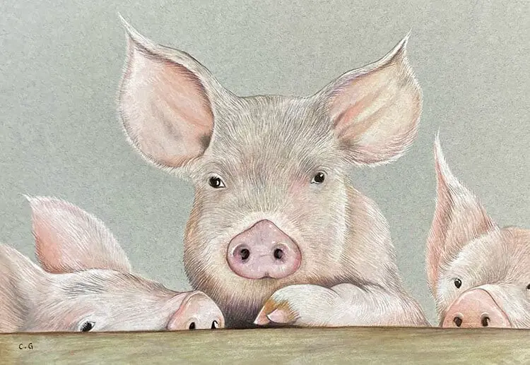 Easy Pig Drawing Ideas