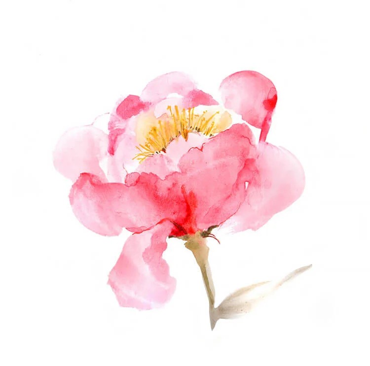 Peony Drawings And Paintings To Inspire You