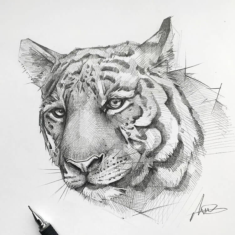 Cool Tiger Drawing Ideas That Make Great References