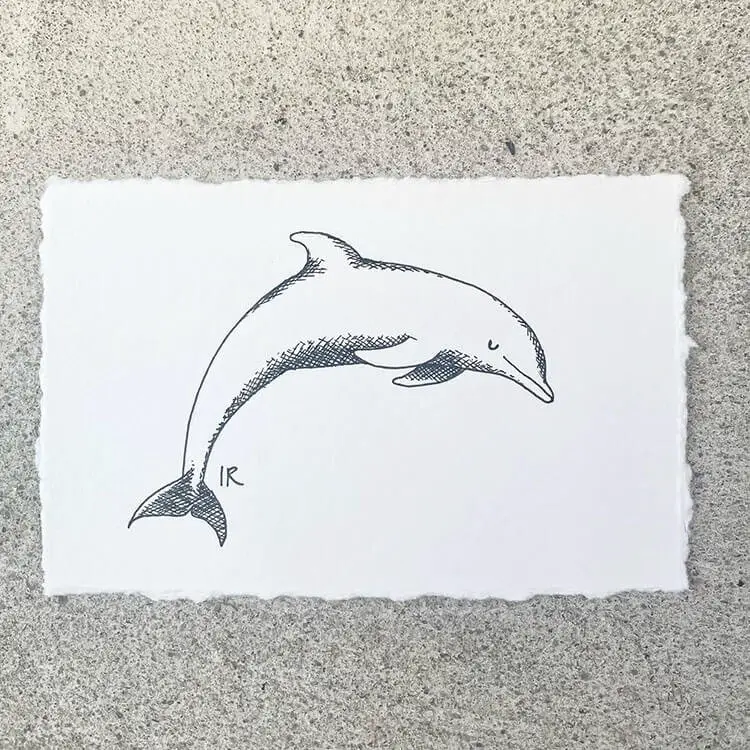 Amazing Dolphin Drawing Ideas