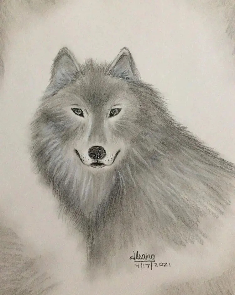 Drawings To Help You Learn How To Draw A Wolf
