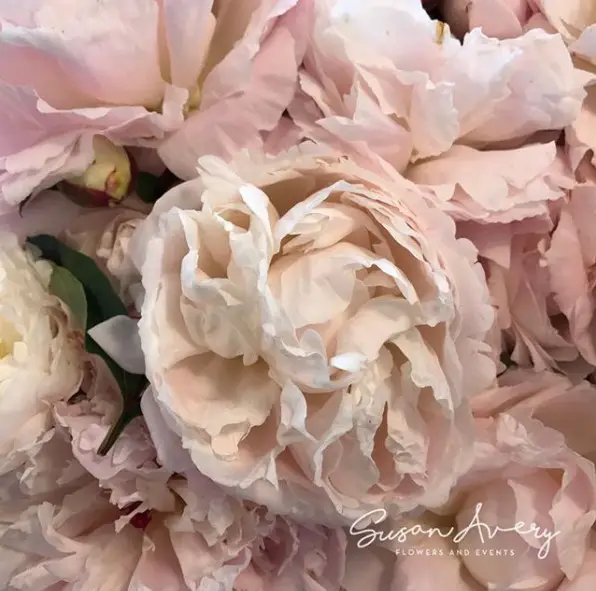 Peonies