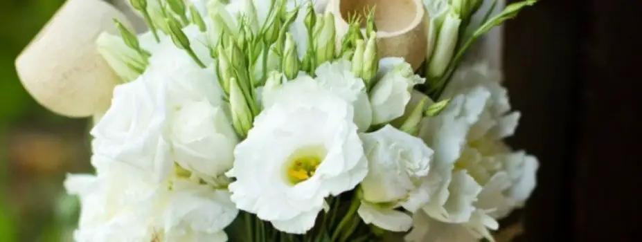 Lisianthus