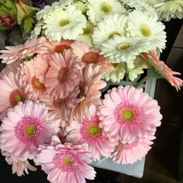 Gerbera Daisies