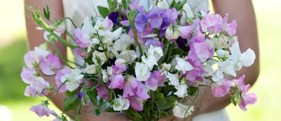 Sweet Peas