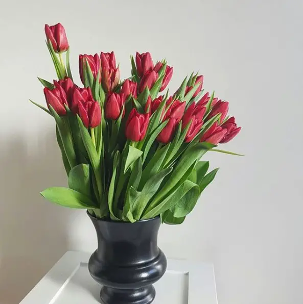 Tulips