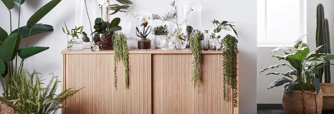 Plants To Give Your Home Life