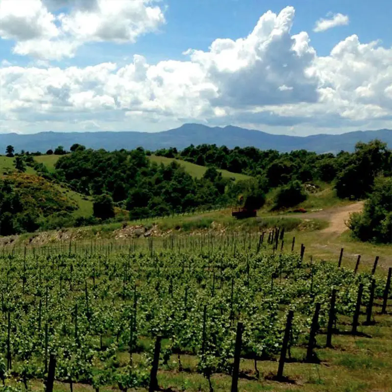 Tenuta di Trinoro – Sarteano, Tuscany