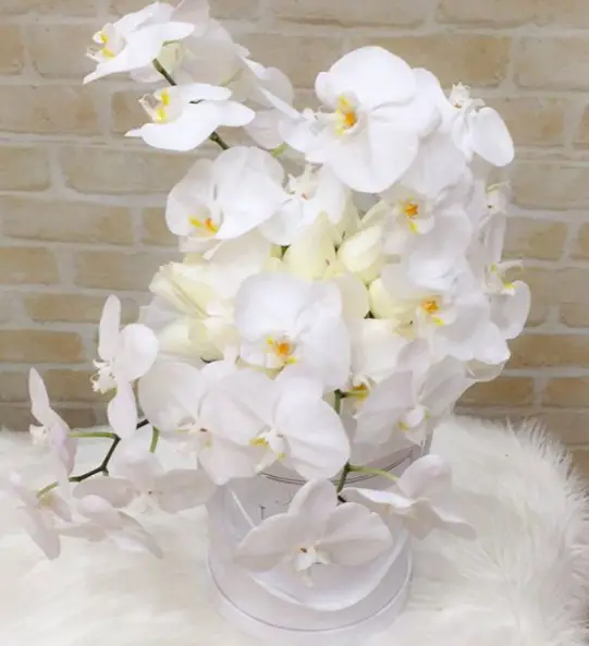 Orchids