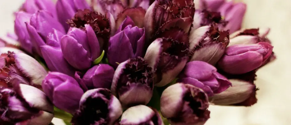 Parrot Tulips