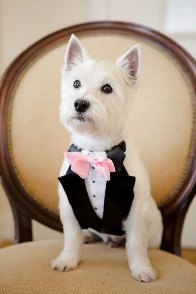 Pet-Friendly Weddings