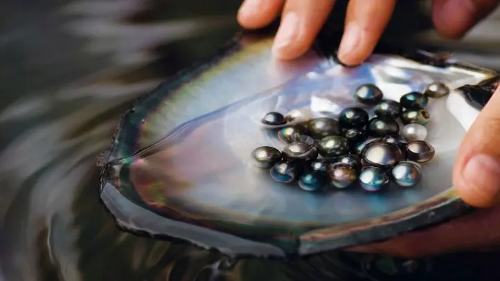 Tahitian Black Pearls